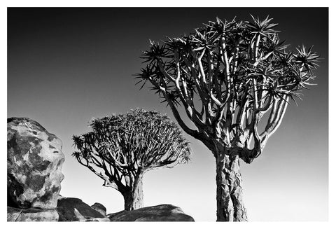 Fine art photo by david ballam featuring two aloe trees with spiky canopies and gnarled trunks in namibia 17