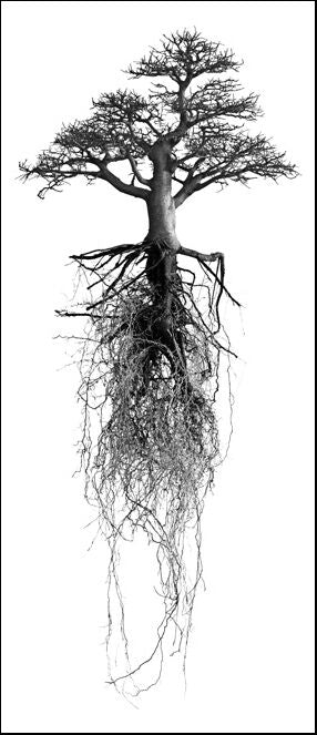 A striking black-and-white fine art photo by david ballam featuring a baobab bonsai with suspended roots and textured bark