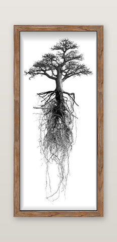 A framed black and white fine art tree with roots in a rustic wooden frame by david ballam titled trees bonsai 01