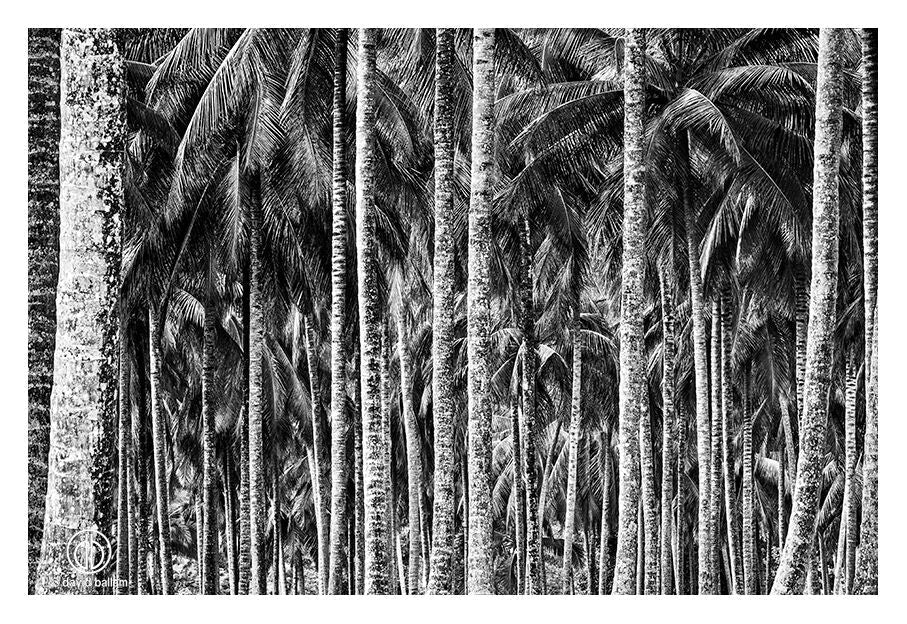 Black and white fine art photo by david ballam showing tall palm tree trunks with textured bark and fronds overhead