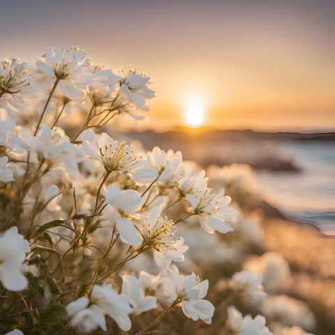 Drift Seaside Candles