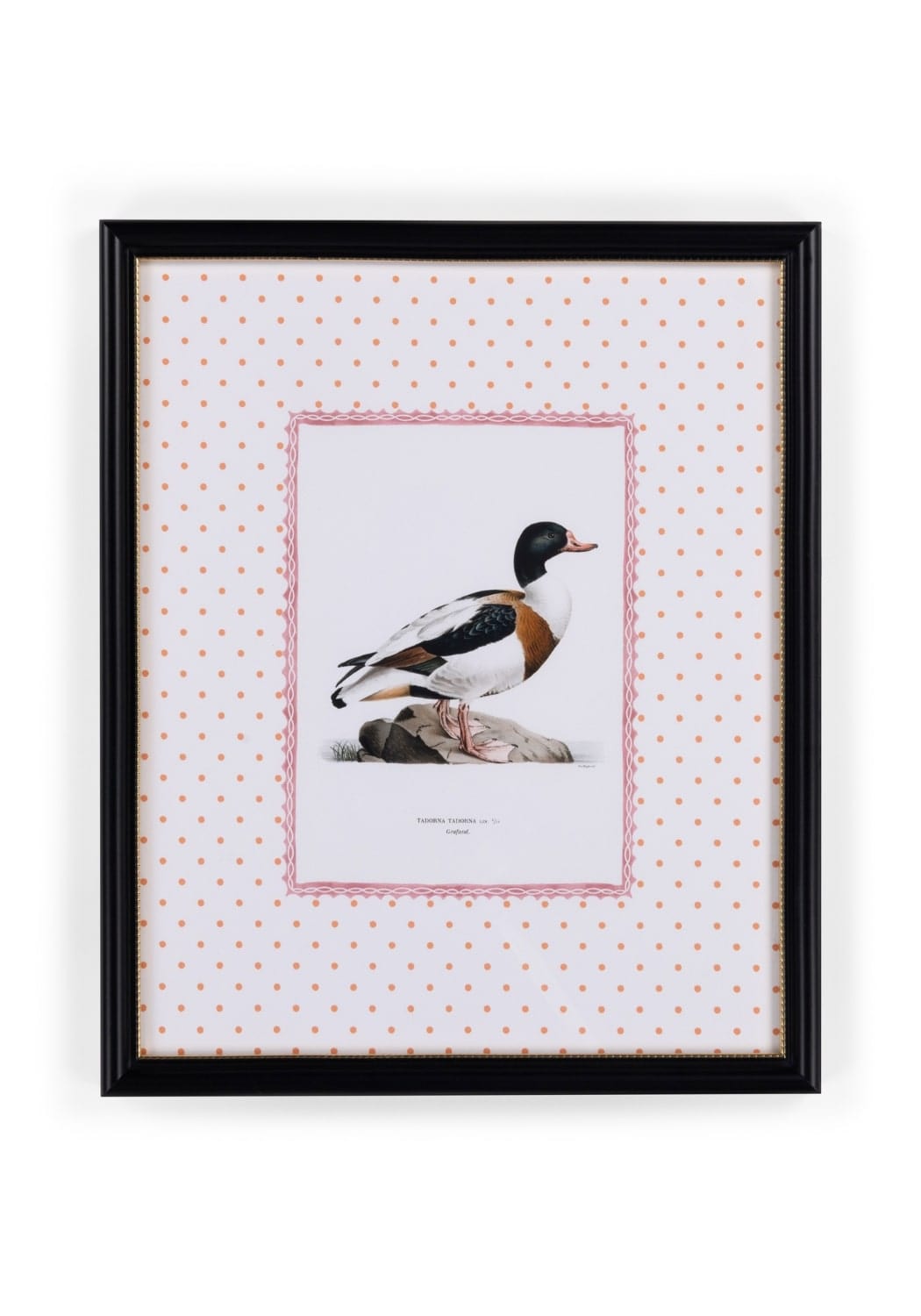 Black-framed duck iv art print with detailed black white and orange duck illustration standing on rocks