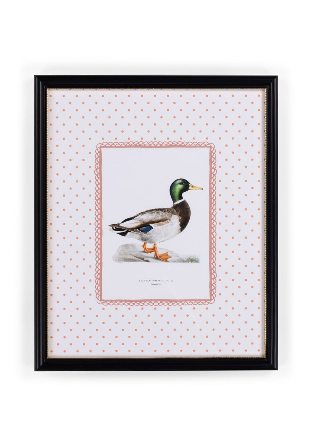A framed illustration print of a mallard duck with iridescent green head brown body and orange feet called feather and grace duck print iii