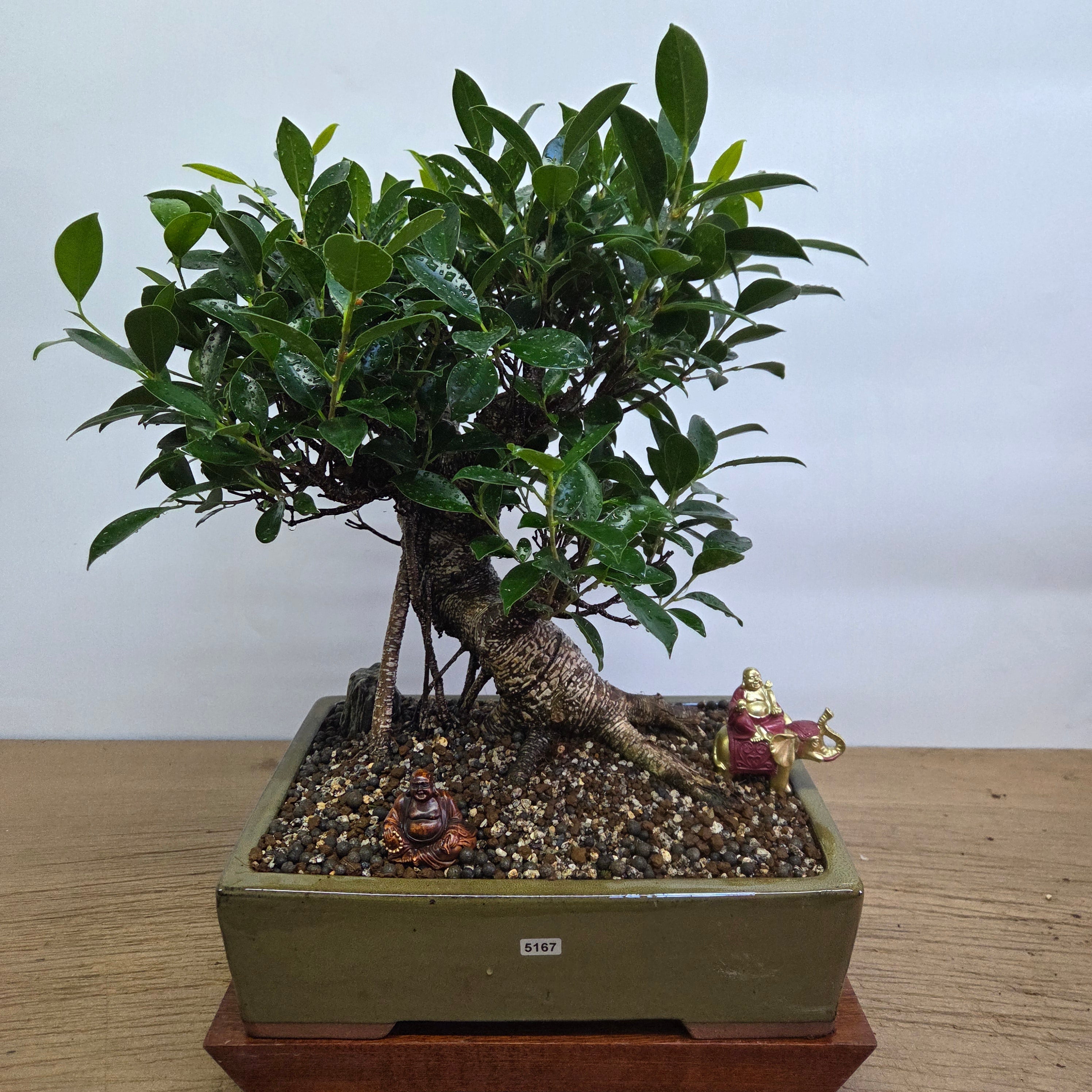 A lush green ficus microcarpa banyan fig bonsai tree with glossy leaves in a textured olive-green 32cm pot