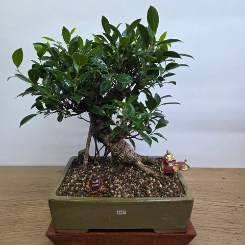 A lush green ficus microcarpa banyan fig bonsai tree with glossy leaves in a textured olive-green 32cm pot