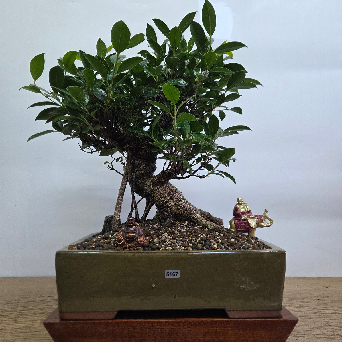 A lush green ficus microcarpa banyan fig bonsai tree with a gnarled trunk in an olive-green 32cm pot