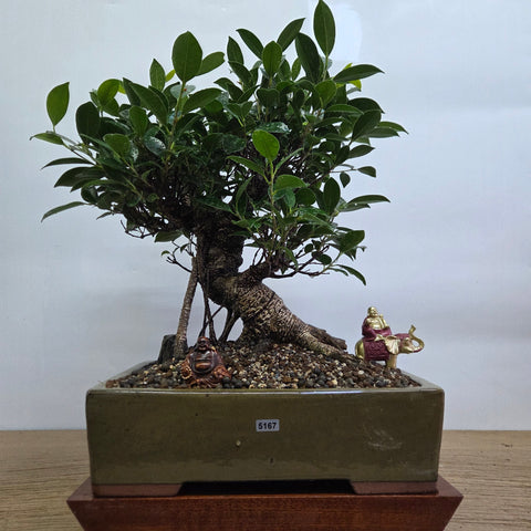A lush green ficus microcarpa banyan fig bonsai tree with a gnarled trunk in an olive-green 32cm pot