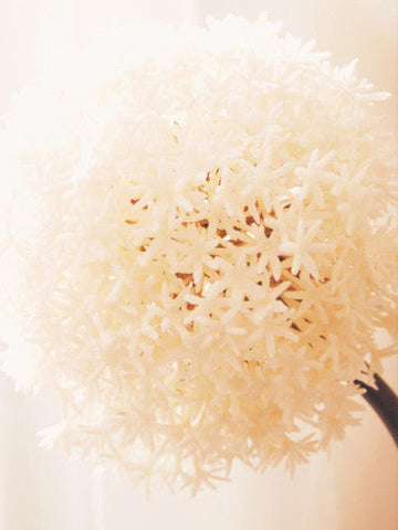 Fiori Ivory Allium Flower Stem