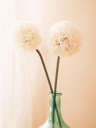 Fiori Ivory Allium Flower Stem