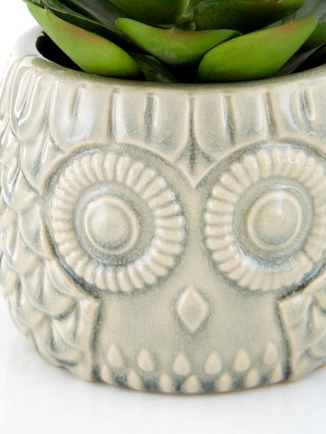 A grey ceramic owl pot with embossed details holding a green succulent in the fiori large succulent design