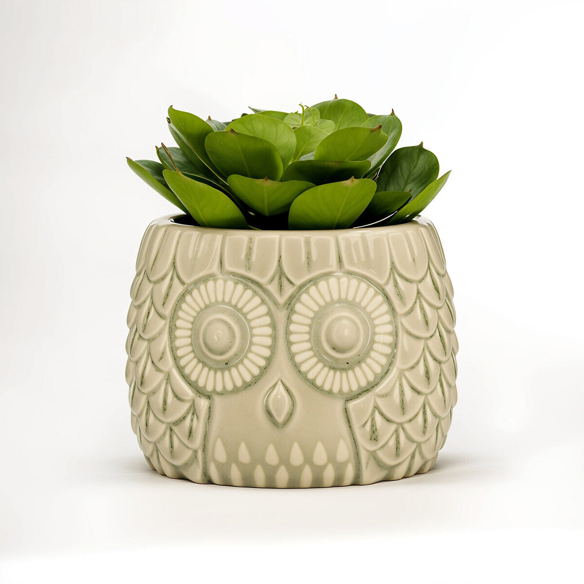 Cream-colored ceramic owl pot with embossed feathers holding vibrant green succulent in grey ceramic owl planter