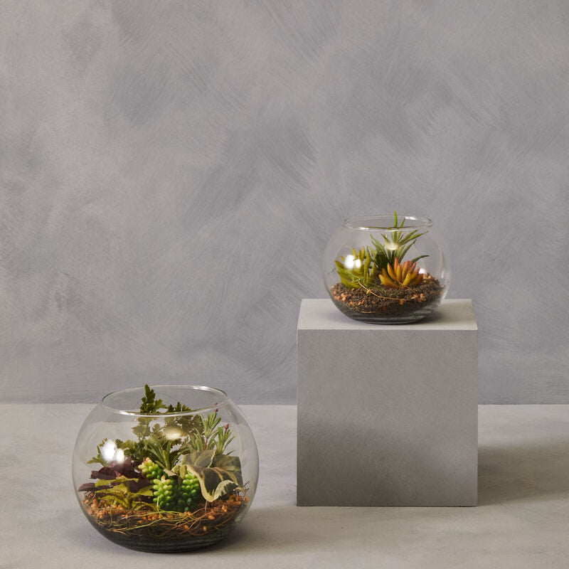 Clear glass spherical fiori large terraniums with miniature succulents and soil for stylish indoor decor