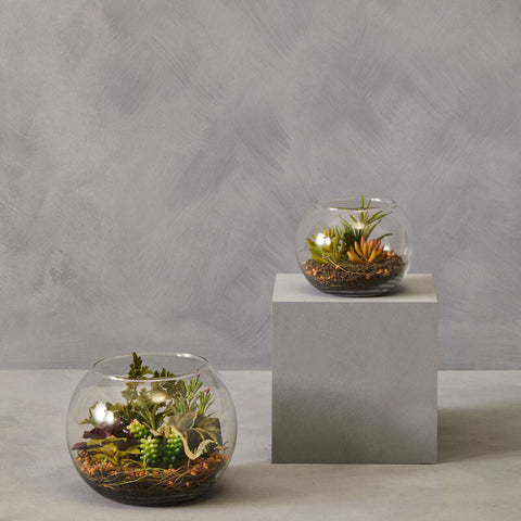 Clear glass spherical fiori large terraniums with miniature succulents and soil for stylish indoor decor