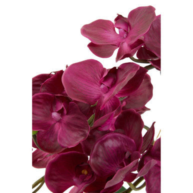 A cluster of deep magenta fiori purple orchid flowers with yellow centers in a sleek silver pot