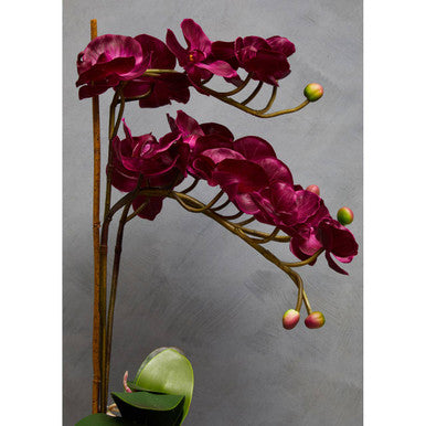 Deep magenta fiori purple orchid with glossy petals and green buds in a sleek silver pot for home decor