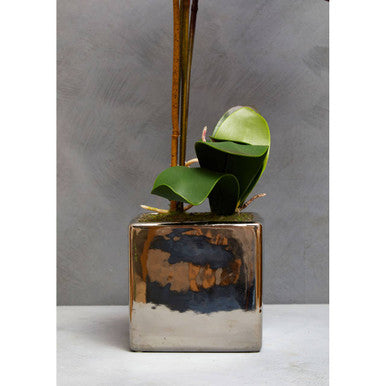 A sleek square silver pot with reflective bronze finish holding a small purple orchid fiori purple orchid plant