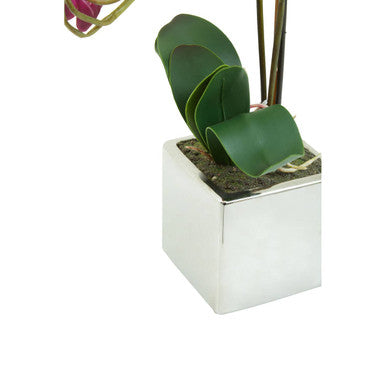 A sleek silver pot holding a fiori purple orchid with vibrant green leaves and delicate pink blossoms