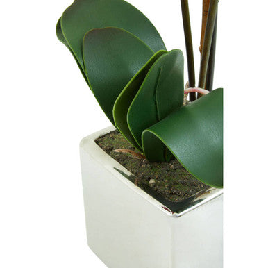 A sleek white ceramic silver pot holding lush green leaves for the fiori purple orchid display
