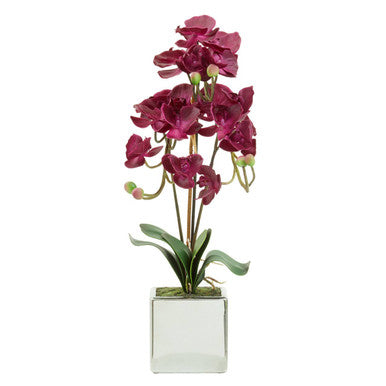 A vibrant fiori purple orchid with glossy magenta petals and green leaves in a clear silver pot glass vase