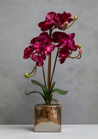 A vibrant fiori purple orchid with glossy petals and green buds in a sleek square silver pot