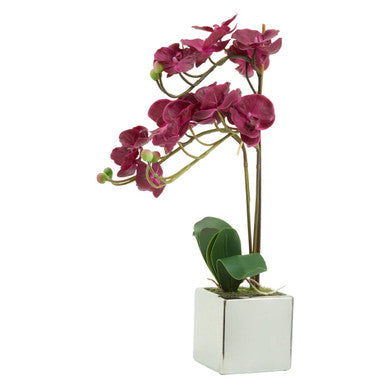 A vibrant fiori purple orchid with glossy green leaves in a sleek silver pot perfect for home decor