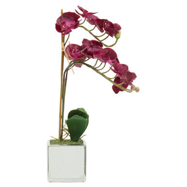 A vibrant fiori purple orchid with slender green stems and glossy leaves in a clear glass silver pot