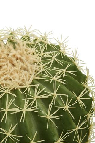 Fiori Round Cactus in Pot