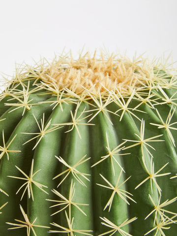 Fiori Round Cactus in Pot