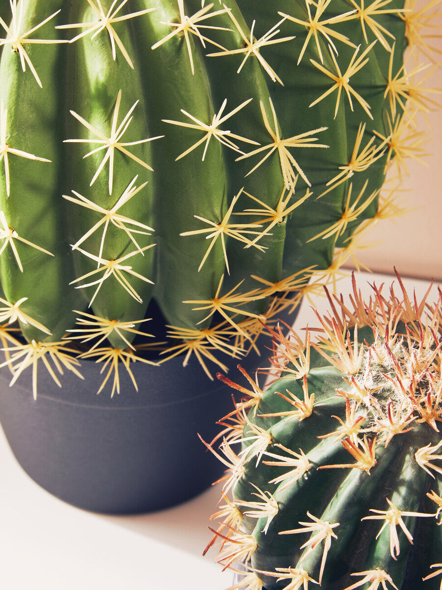 Fiori Round Cactus in Pot