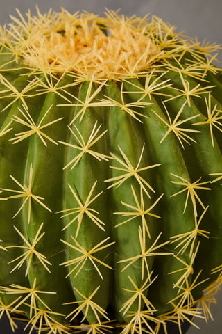 Fiori Round Cactus in Pot