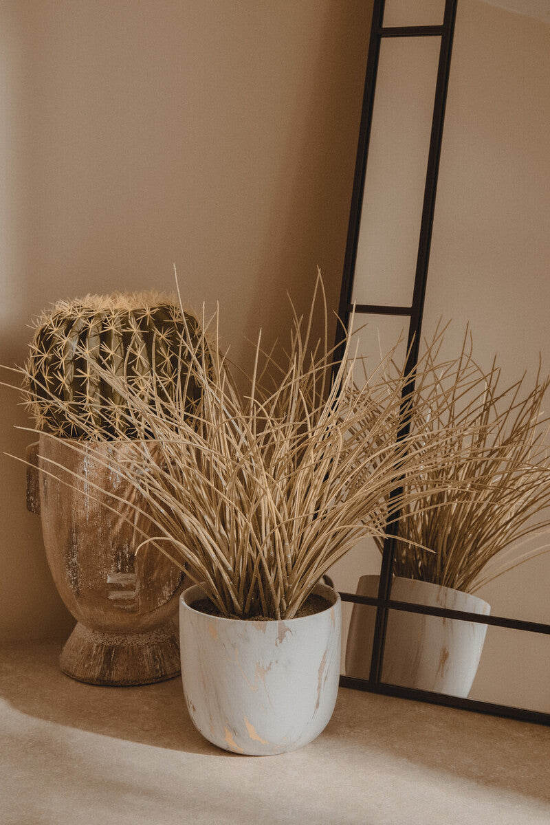 Fiori Round Cactus in Pot