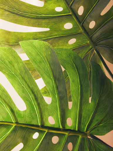 Fiori Tall Monstera Palm Stem
