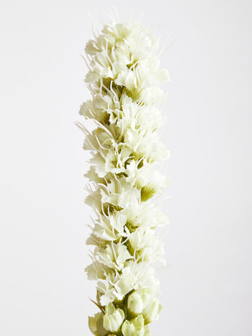 Fiori White Blazing Star Flower Stem