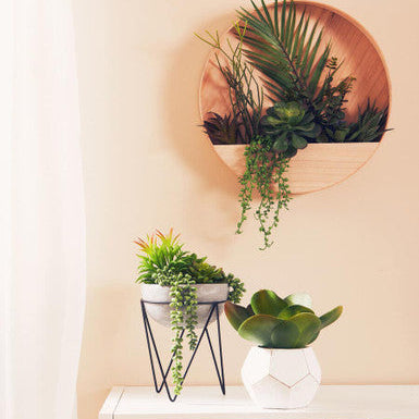 Circular fiori white cement pot succulent wall planter with built-in shelf holding lush green succulents and ferns