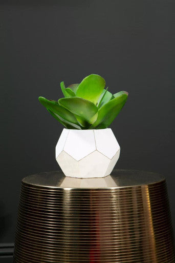 White geometric fiori white cement pot holding a green succulent perfect as a cement pot succulent decor piece