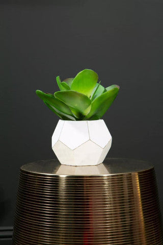 White geometric fiori white cement pot holding a green succulent perfect as a cement pot succulent decor piece