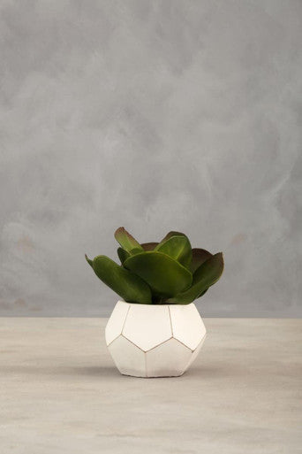 White geometric fiori white cement pot holding a green succulent perfect as a cement pot succulent decor
