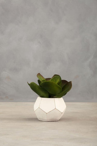 White geometric fiori white cement pot holding a green succulent perfect as a cement pot succulent decor