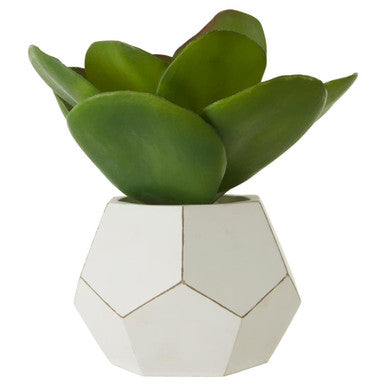 Fiori white cement geometric pot holding a green succulent in a sleek white cement pot succulent design
