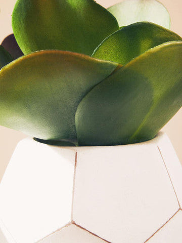 Fiori white cement geometric pot holding a green succulent with thick fleshy leaves white cement pot succulent