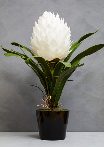 A striking fiori white tropical plant with layered white petals in a sleek black ceramic pot on green leaves