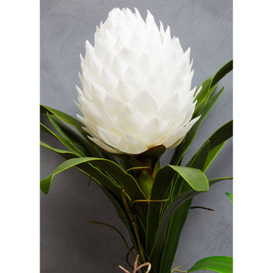 A pristine white tropical protea flower with pointed petals and glossy leaves in a black pot fiori white tropical plant