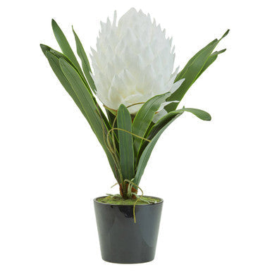 Fiori white tropical white protea flower in a sleek black pot perfect white tropical plant decor