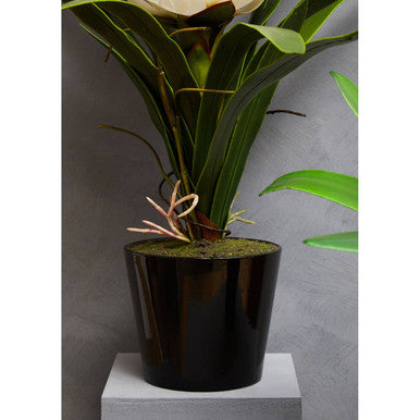 Black glossy ceramic planter with fiori white tropical orchid plant and pinkish white blooms