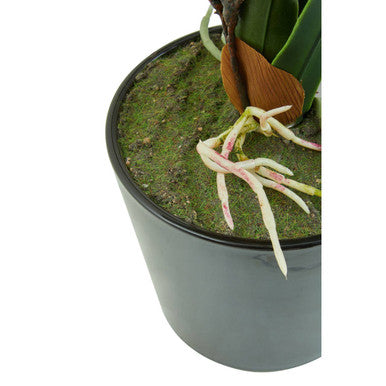 Dark gray cylindrical pot with green moss and delicate white roots of fiori white tropical plant inside