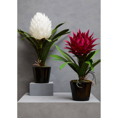 Two potted fiori white tropical plants with white and red blooms in sleek black pots perfect for indoor decor