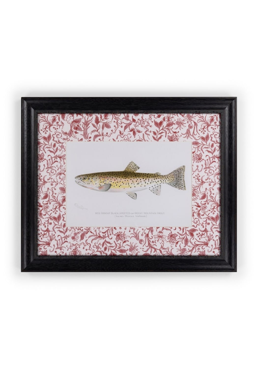 A framed print called fish ii featuring a detailed brown trout illustration with red floral accents on white background