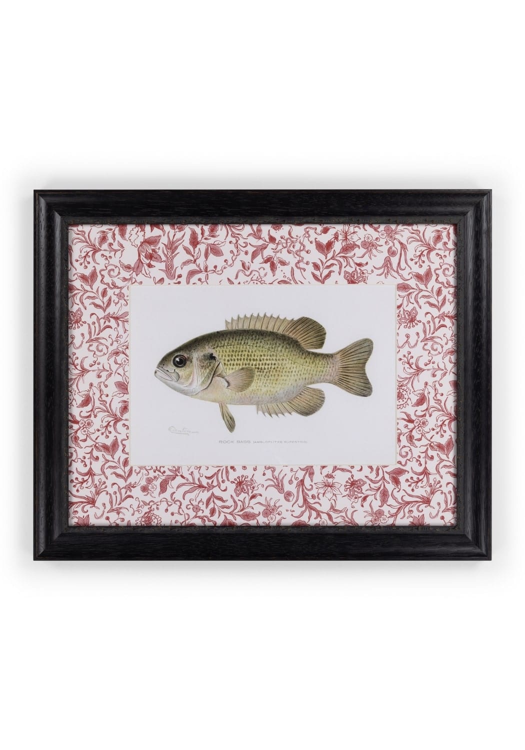 Black-framed fish iv print with detailed greenish-yellow fish illustration and pink floral matting by just a bit brilliant