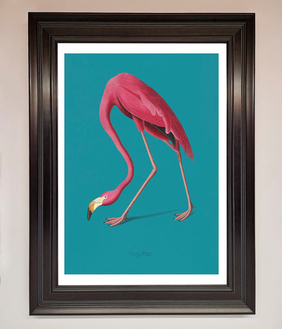 Flamingo Walks Blue Framed Print