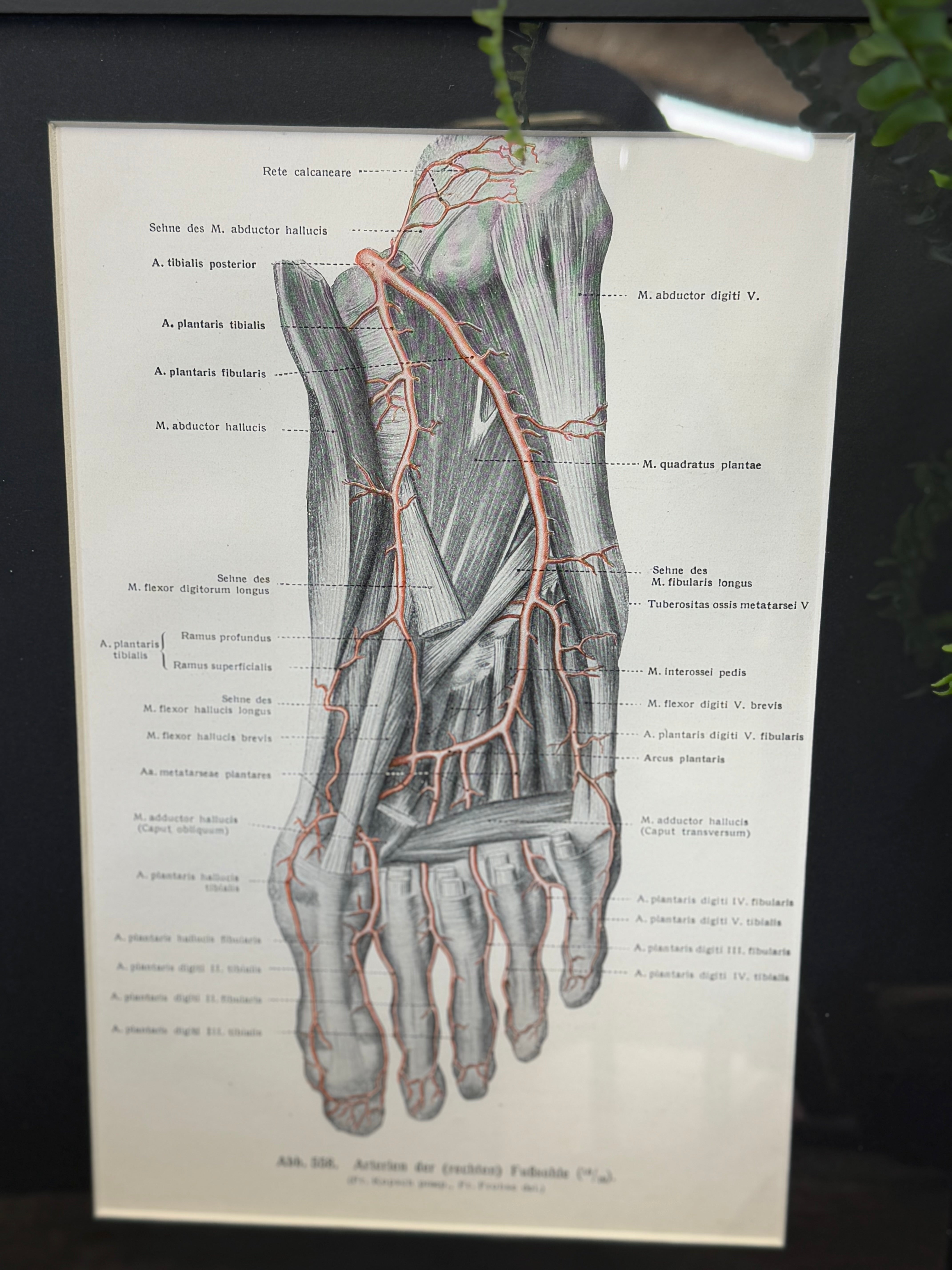 Framed antique anatomy print showing a grayscale 1920s medical book plate of the human foot with labeled muscles and vessels
